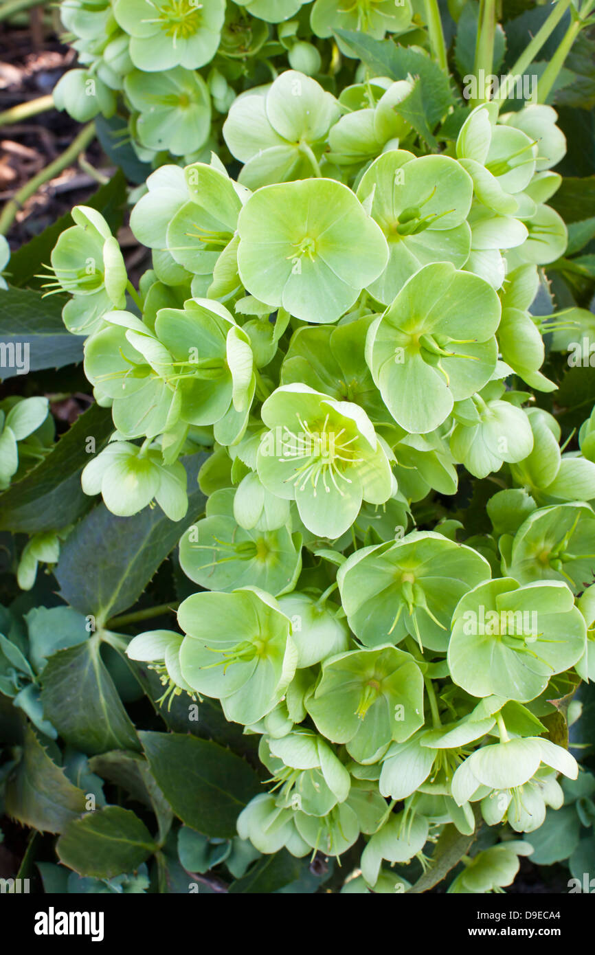 Christmas Rose plant (Helleborus Argutifolius) in early spring garden