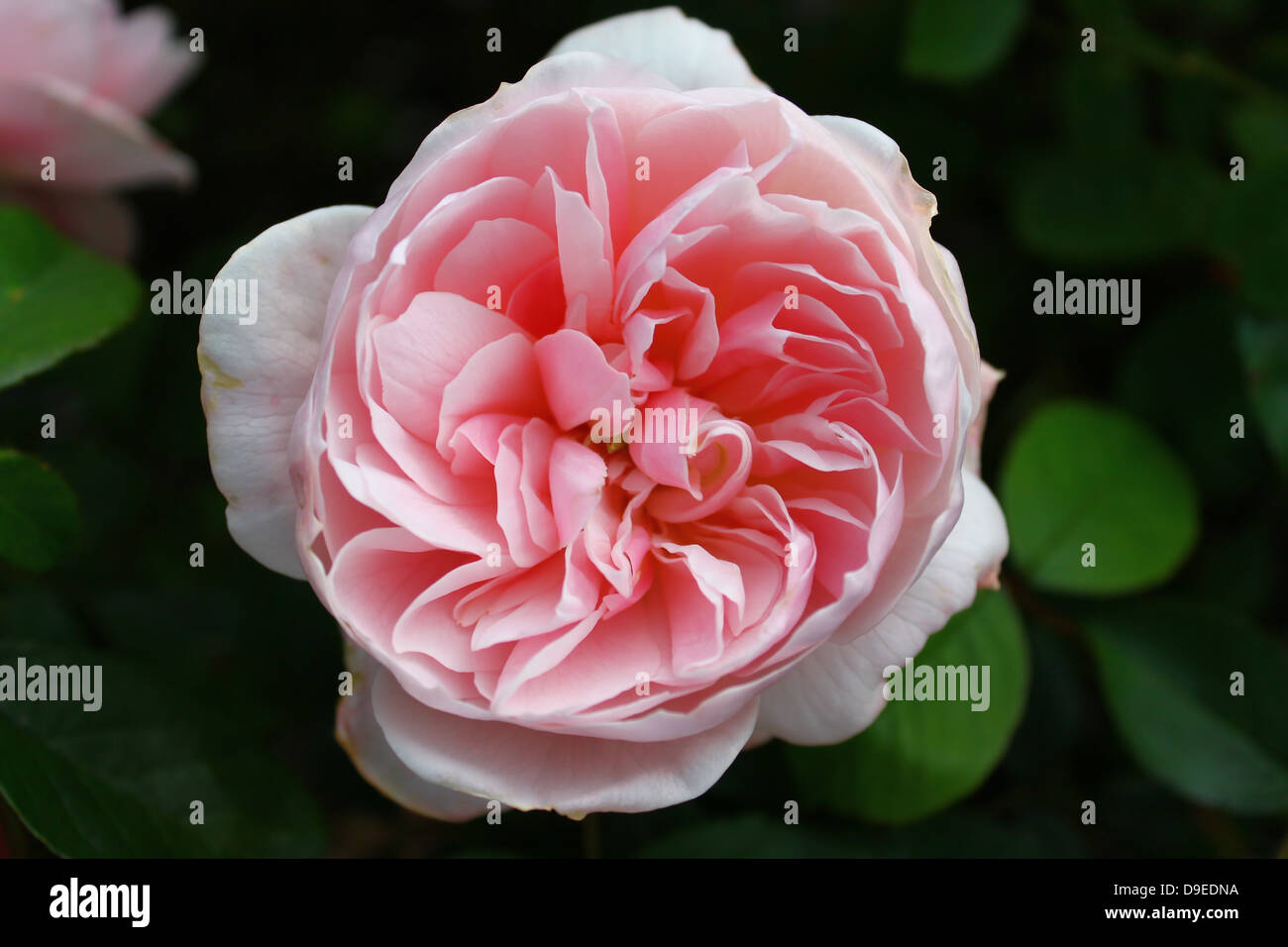 Oddly shape rose at Lady Dixon Park Stock Photo