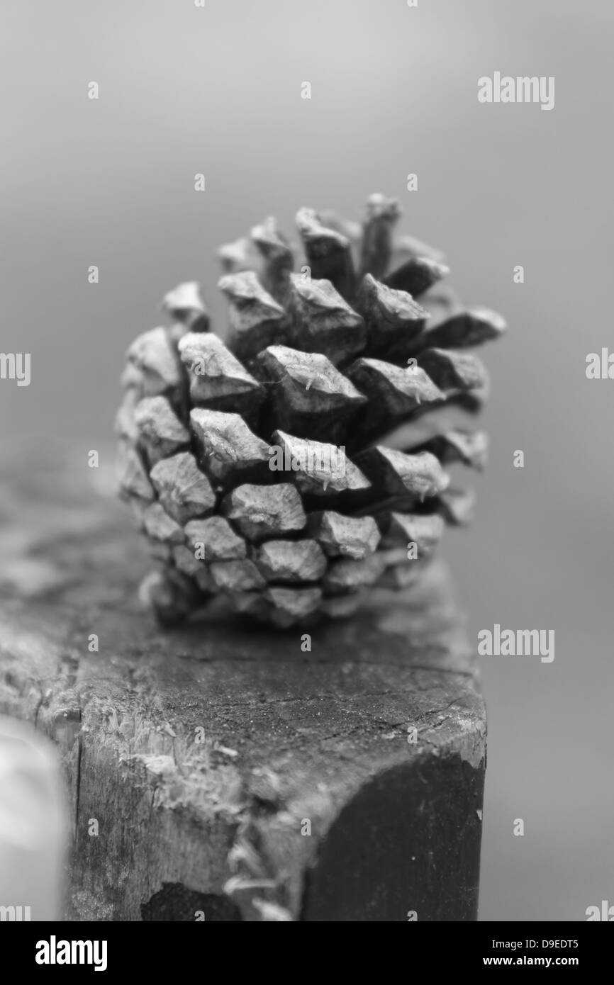Cone Black and White Stock Photos & Images Alamy