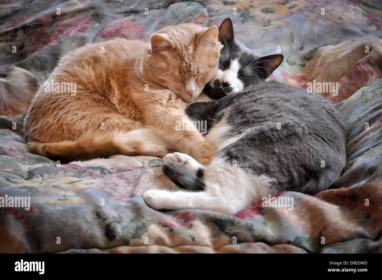 two house caps napping together Stock Photo