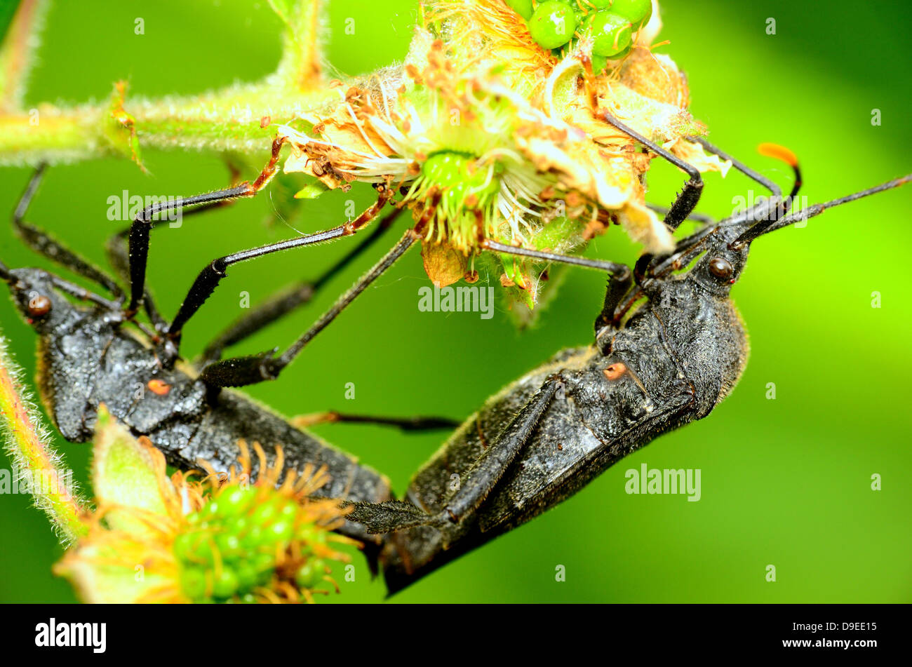 Black Stink Bugs mating on top of a wild plant. Stock Photo