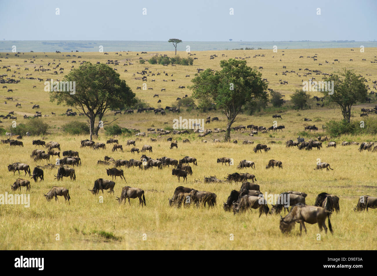 Masai Mara: Migrasi Wildebeest Spektakuler Kenya - Featured Image
