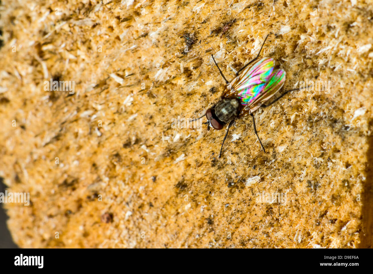 Portrait of a Fly Stock Photo