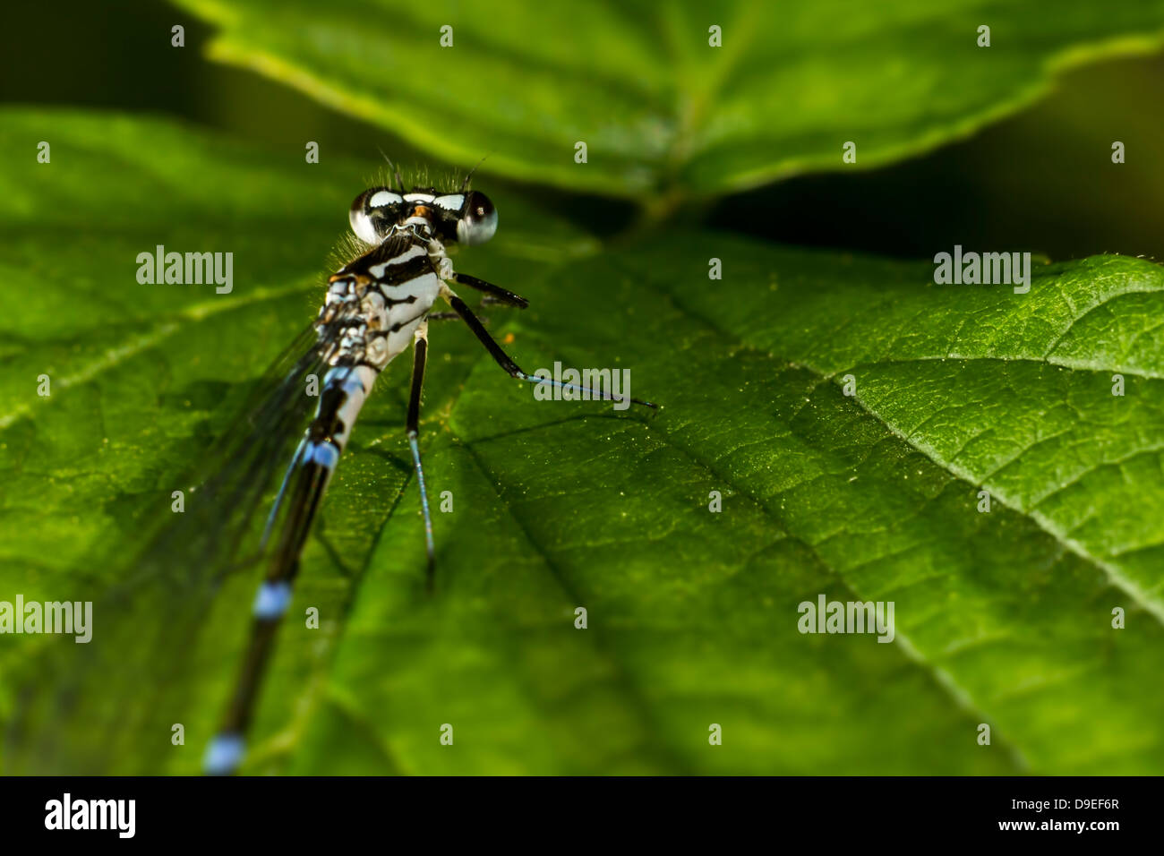 Portrait of a dragonfly Stock Photo - Alamy