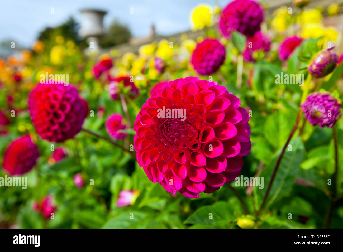 Red and yellow dahlias in a garden. Stock Photo