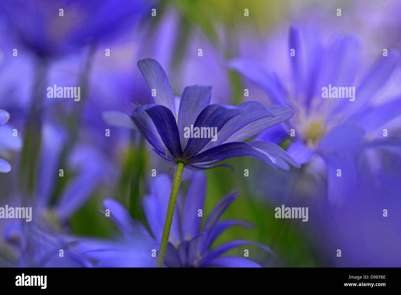 Anemones, Blue Anemones with yellow centers in muted light Stock Photo