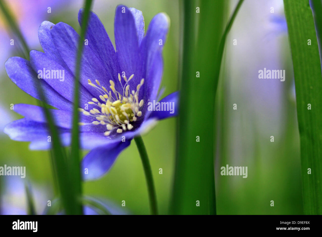 Anemones, Blue Anemones with yellow centers in muted light Stock Photo