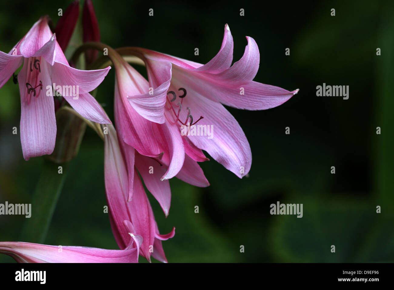 Lilies , Close-up of Pink Lilies in afternoon sun. Stock Photo