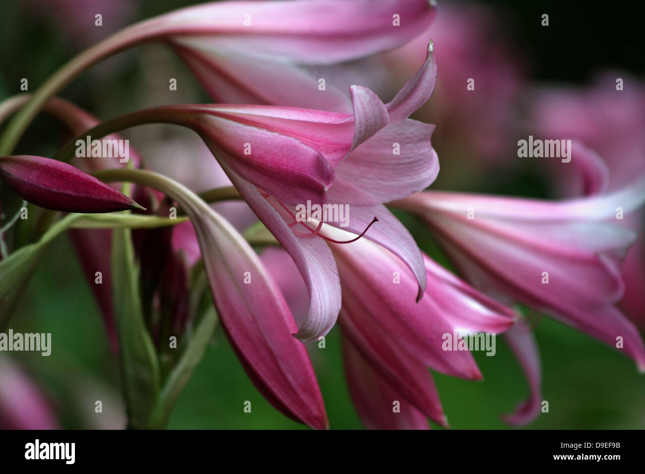 Lilies , Close-up of Pink Lilies in afternoon sun. Stock Photo
