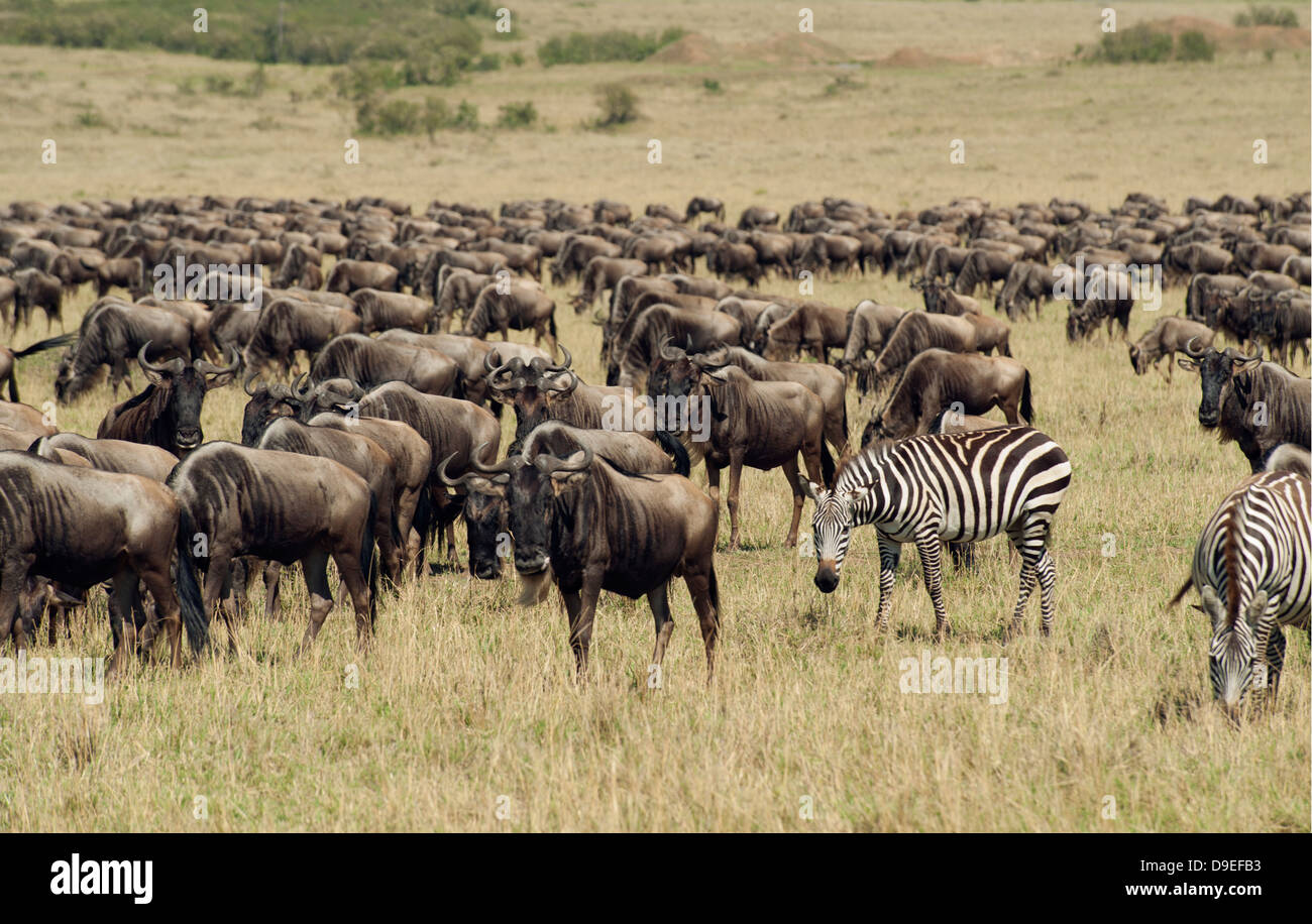 Wildebeest Migration, Masai Mara, Kenya Stock Photo