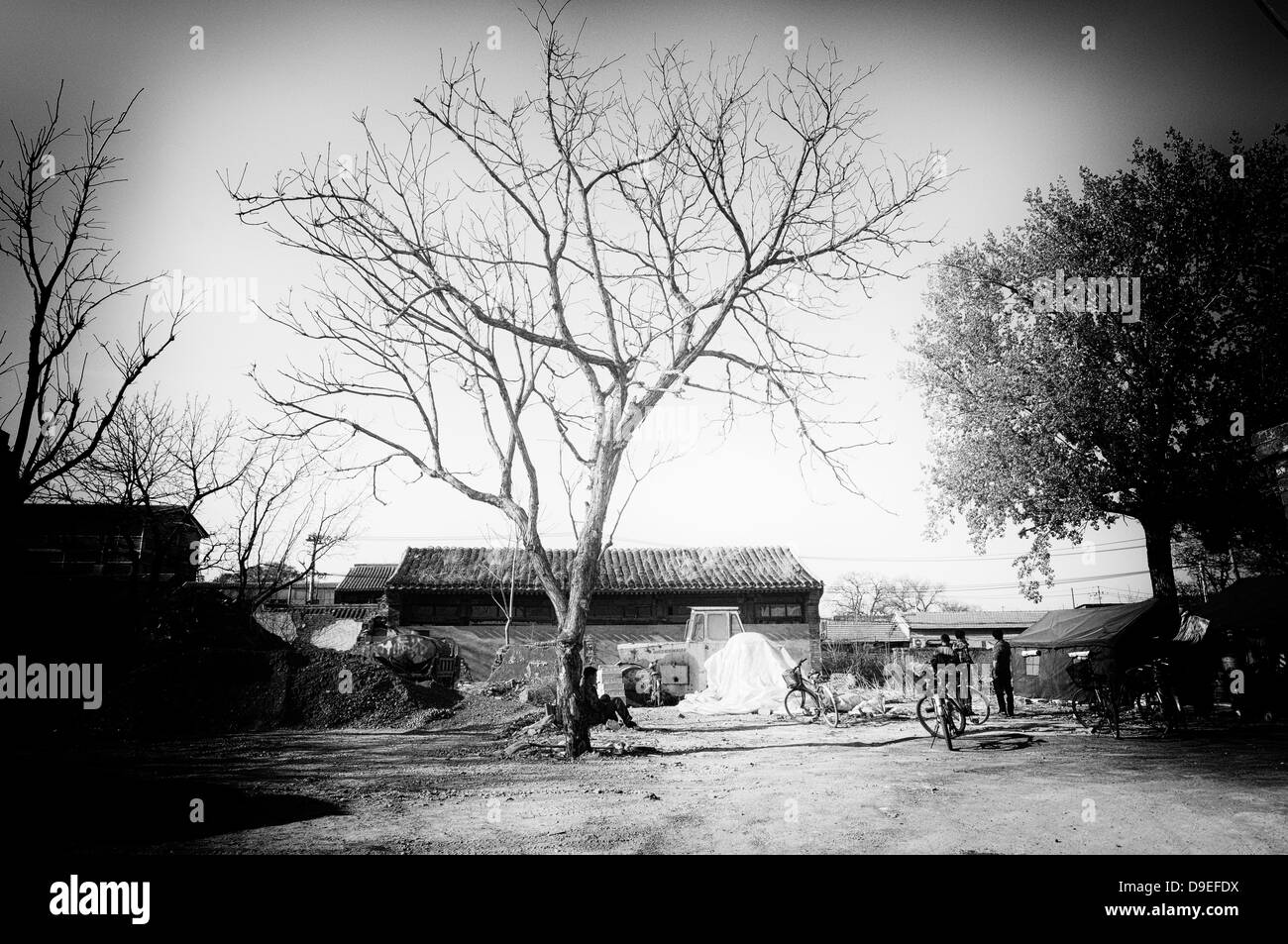 Beijing china street tree Black and White Stock Photos & Images - Alamy