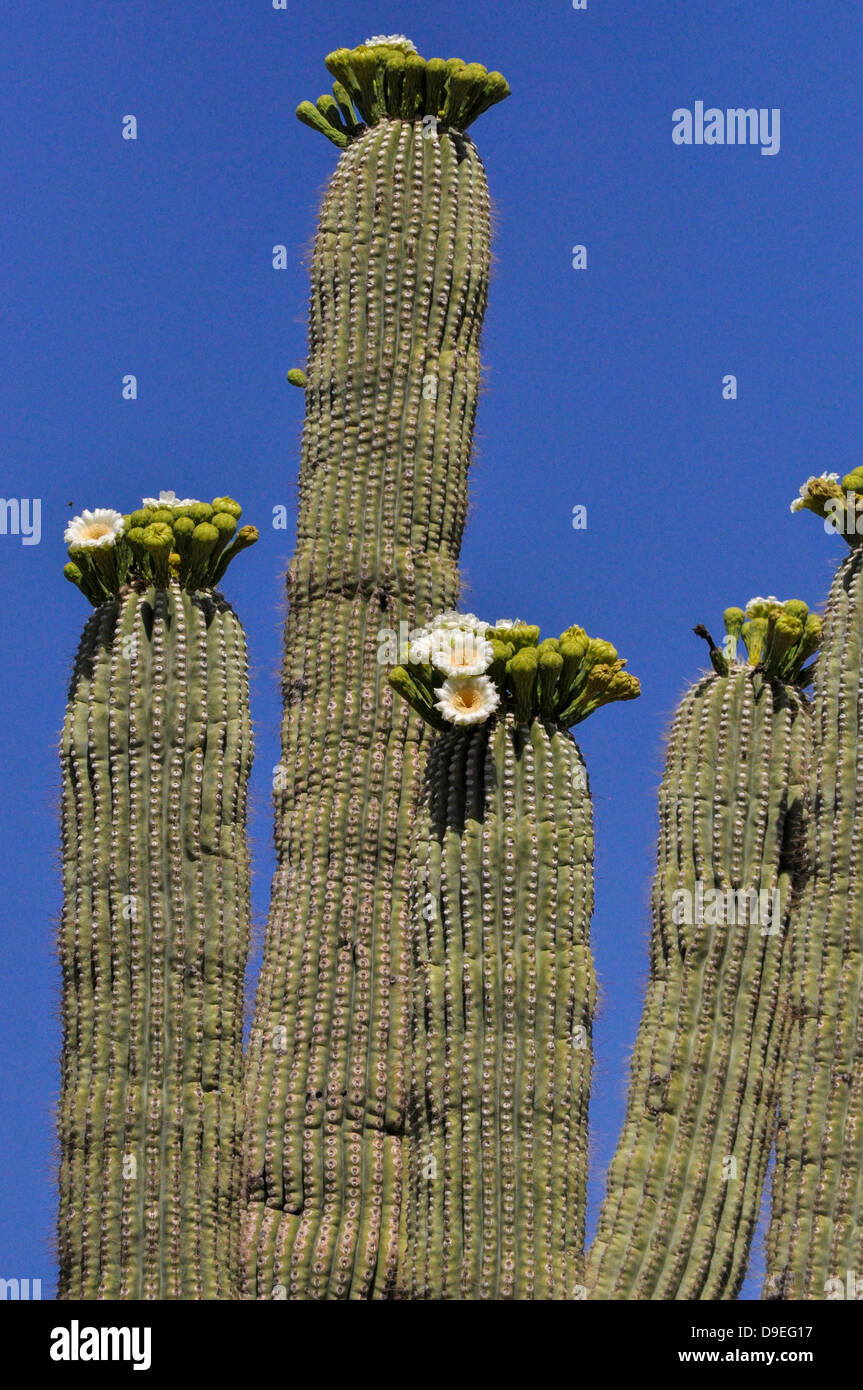saguaro cactus flowering Stock Photo Alamy