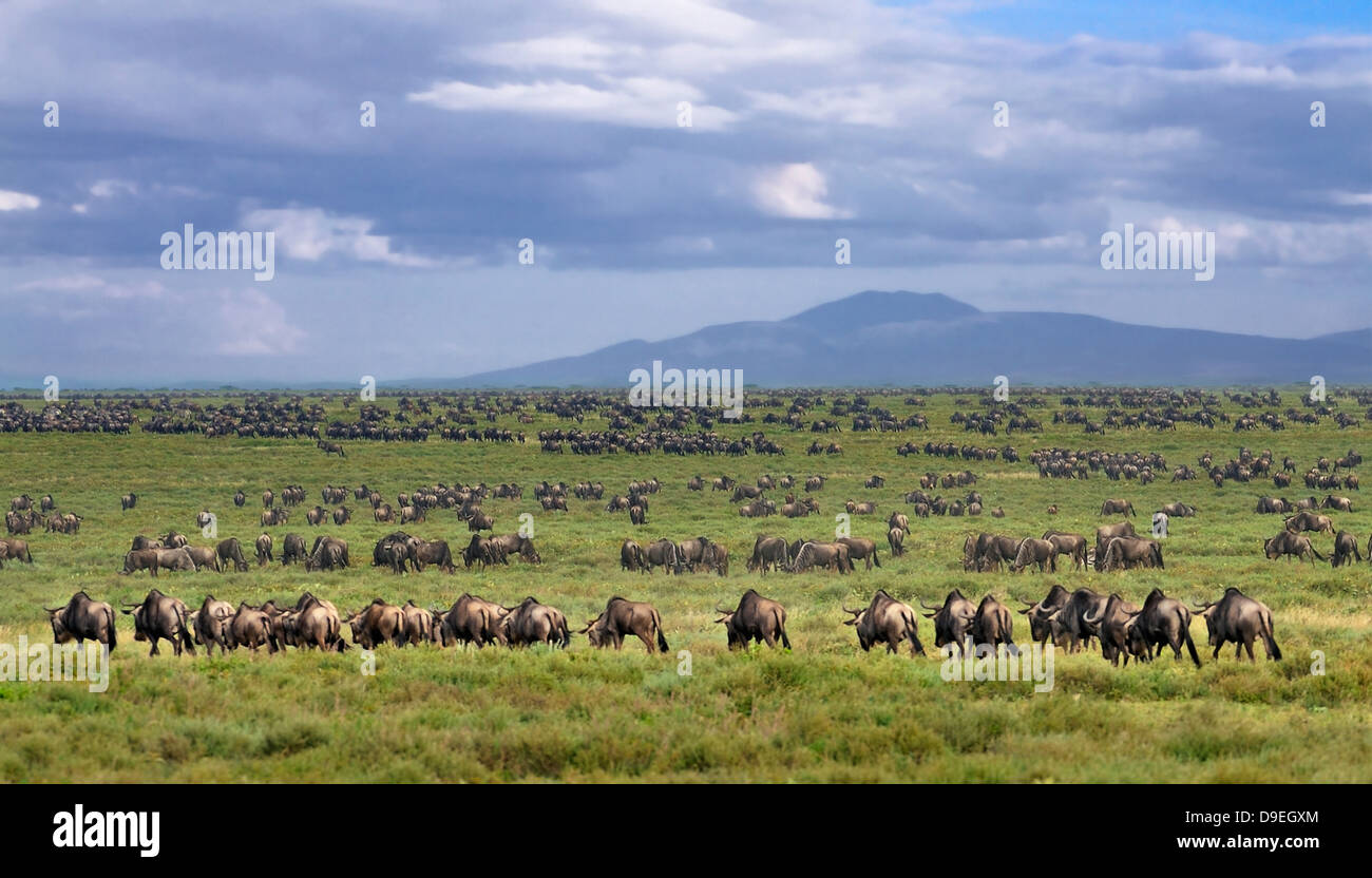 Wildebeest Migration, Serengeti Ecosystem, Tanzania Stock Photo