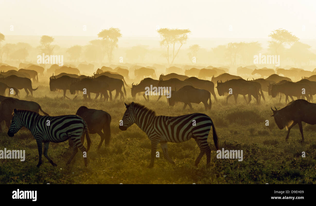 Wildebeests running in the dust at sunset, Wildebeest Migration, Serengeti Ecosystem, Tanzania Stock Photo