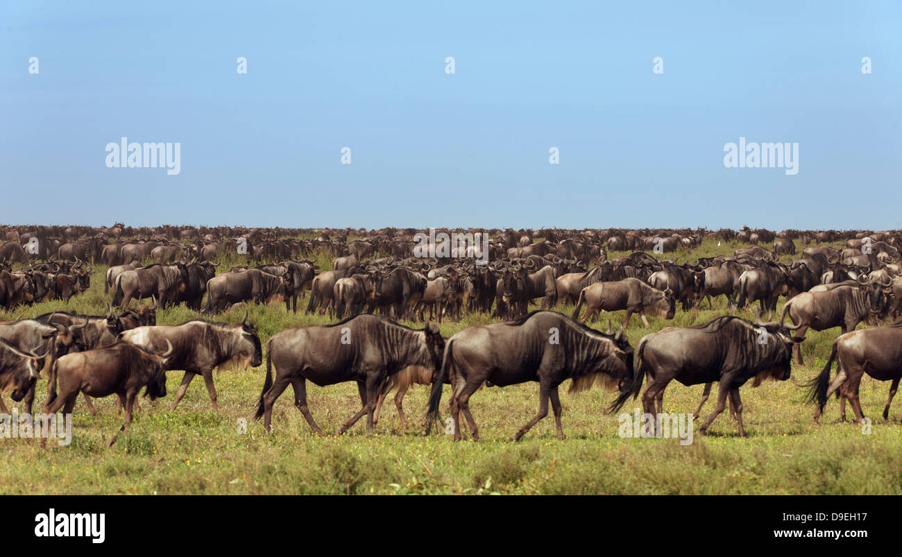 Wildebeest Migration, Serengeti Ecosystem, Tanzania Stock Photo