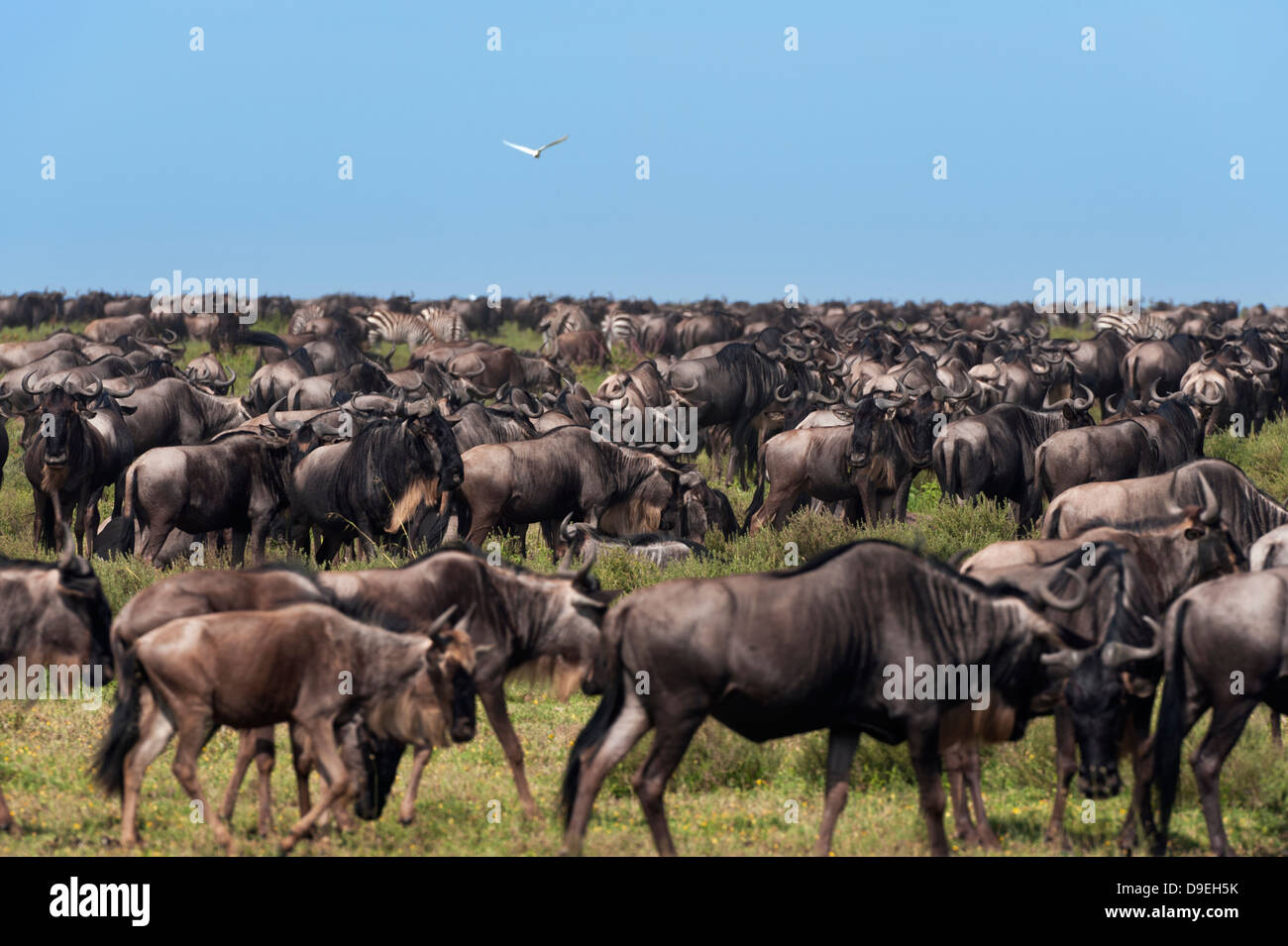 Wildebeest Migration, Serengeti Ecosystem, Tanzania Stock Photo