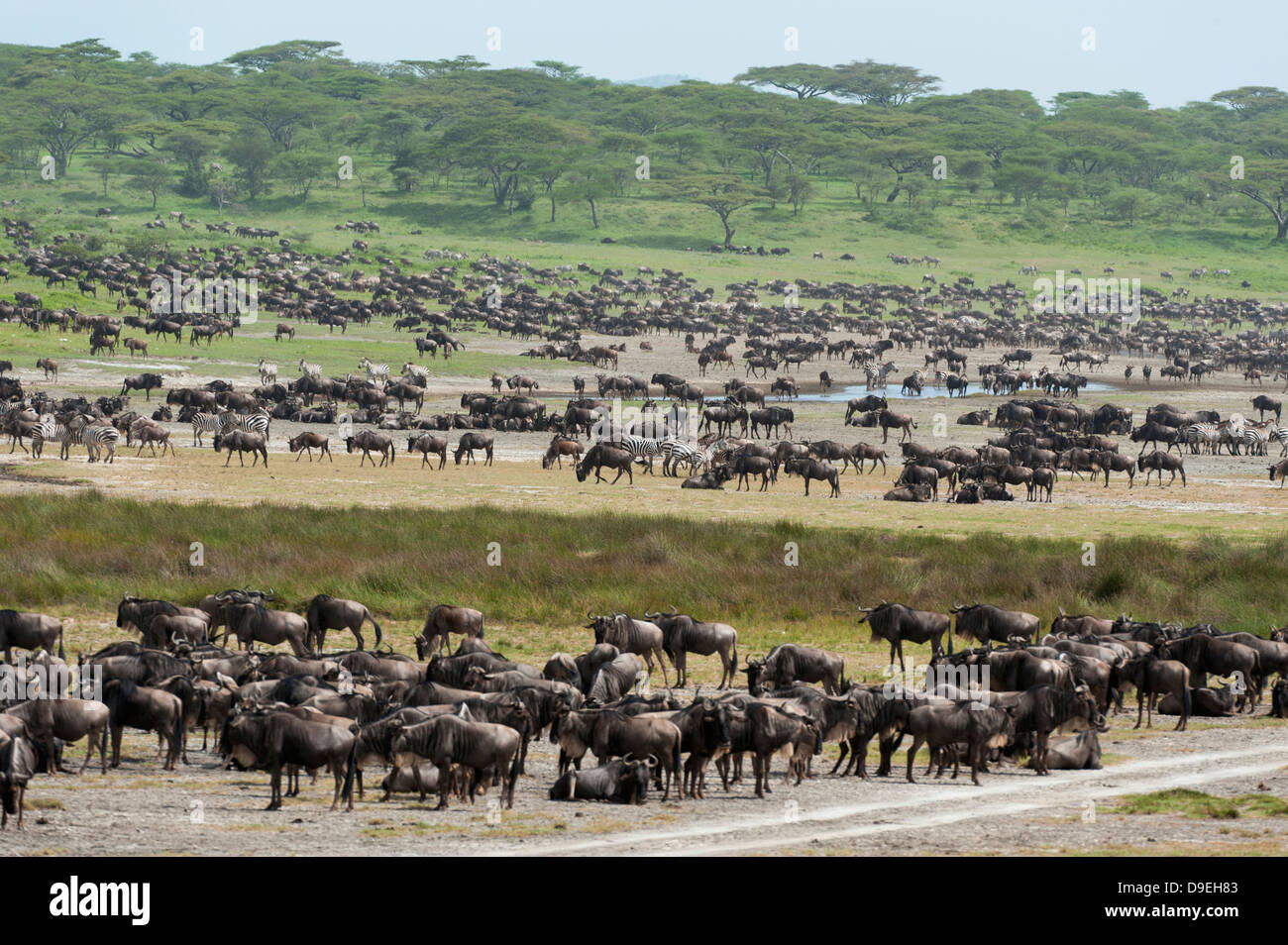 Wildebeest and Zebra at Ndutu marsh, Wildebeest Migration, Serengeti Ecosystem, Tanzania Stock Photo