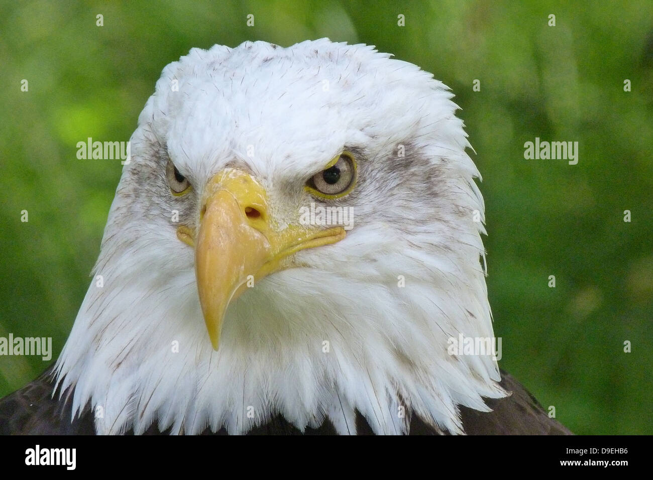 raptor adler bald eagles bird of prey Stock Photo