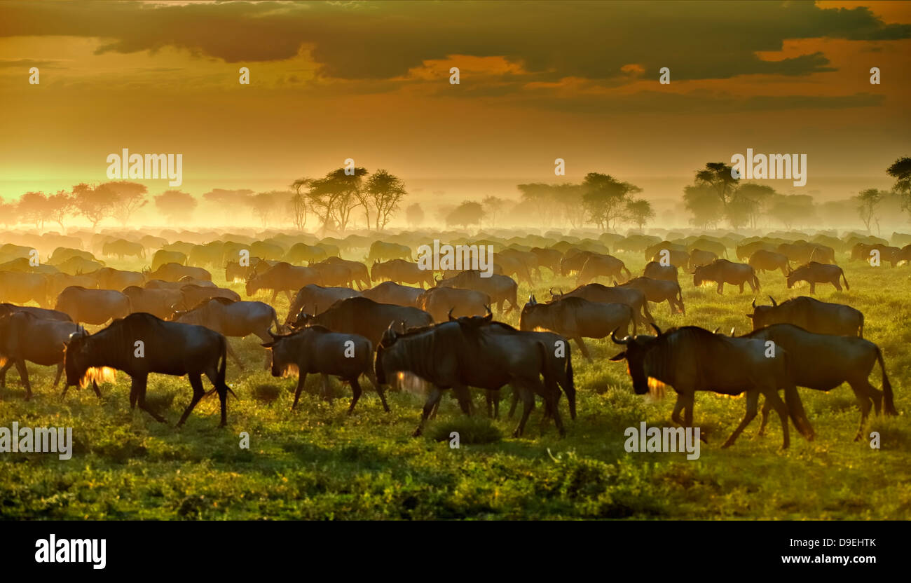 Wildebeest herd in the dust at sunset, Wildebeest Migration, Serengeti Ecosystem, Tanzania Stock Photo