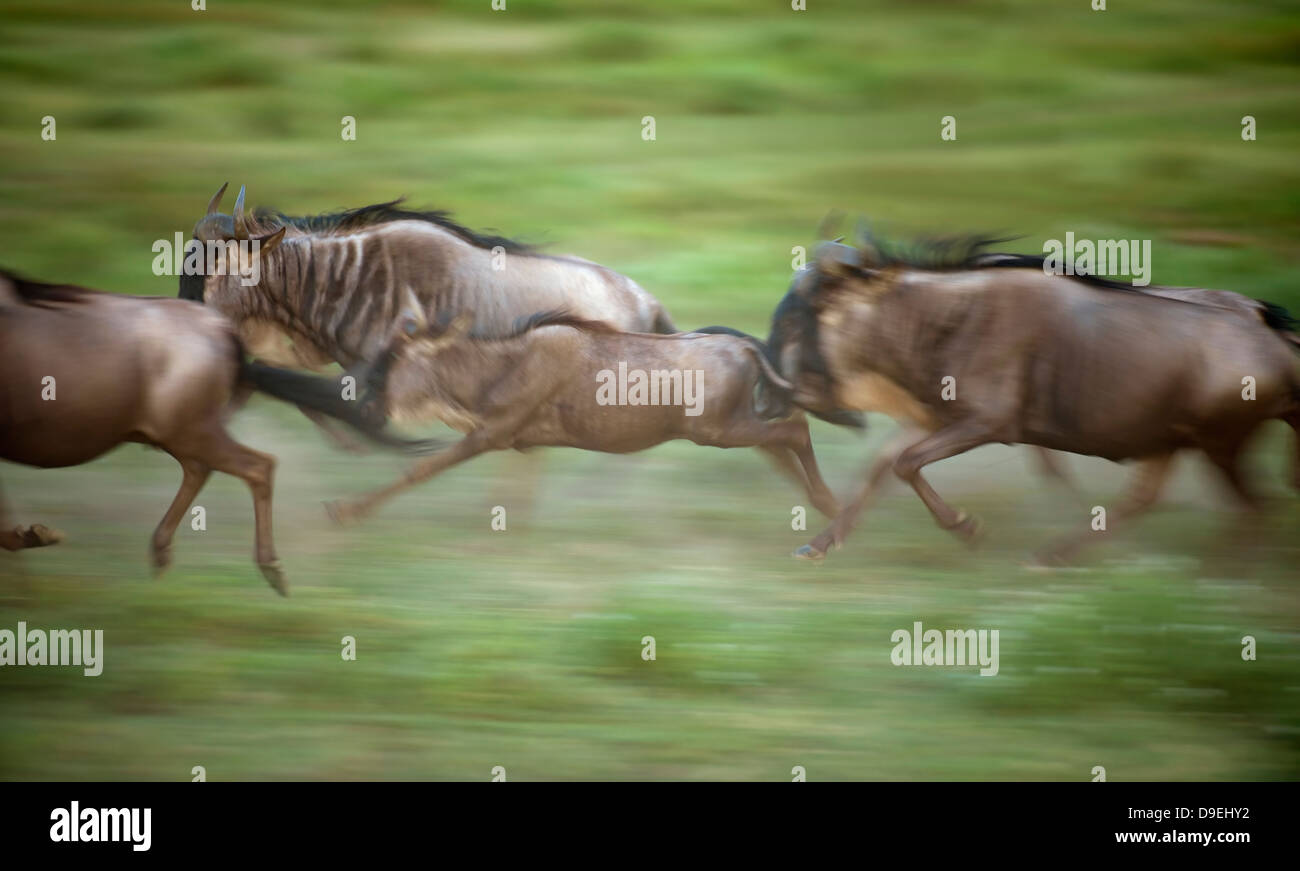 Wildebeest running, Wildebeest Migration, Serengeti Ecosystem, Tanzania Stock Photo