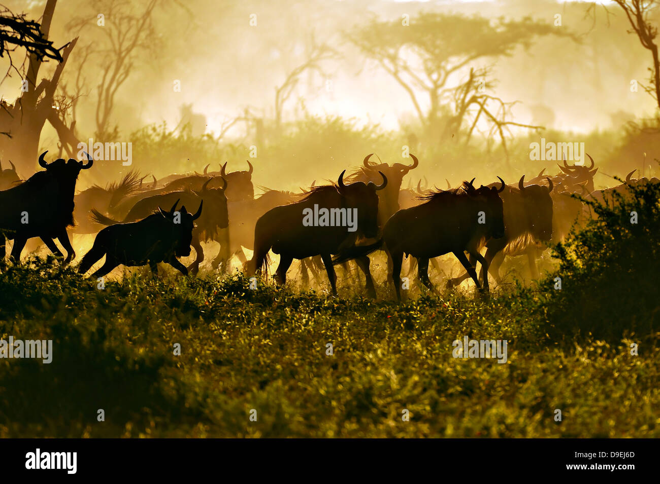 Wildebeests running in the dust at sunrise, Wildebeest Migration, Serengeti Ecosystem, Tanzania Stock Photo