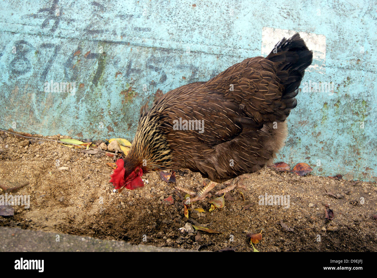 Hen animals hi-res stock photography and images - Alamy