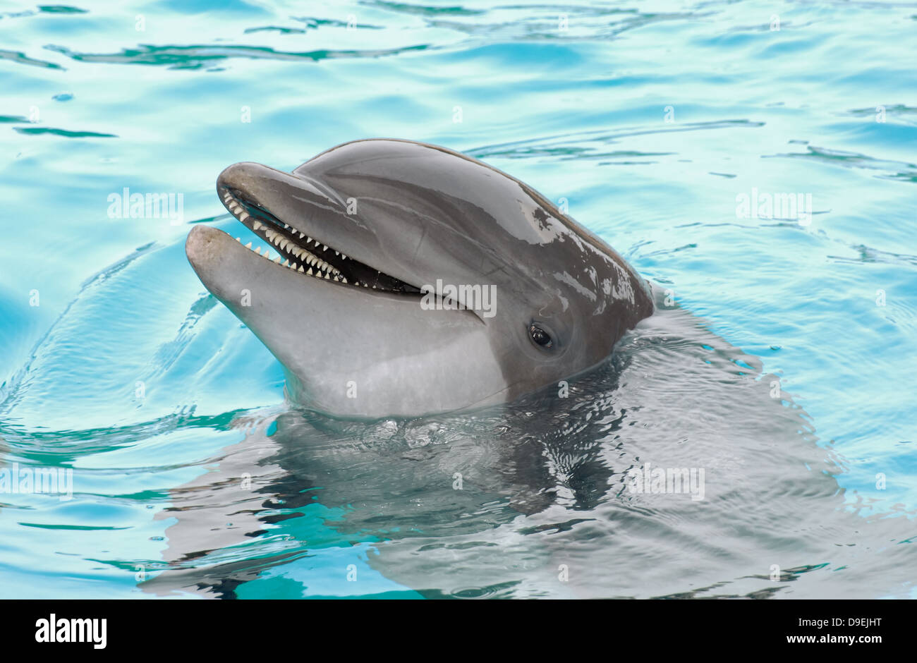 Dolphin dolphin show dolphin Dolphin Dolphin show Fins pinball machine