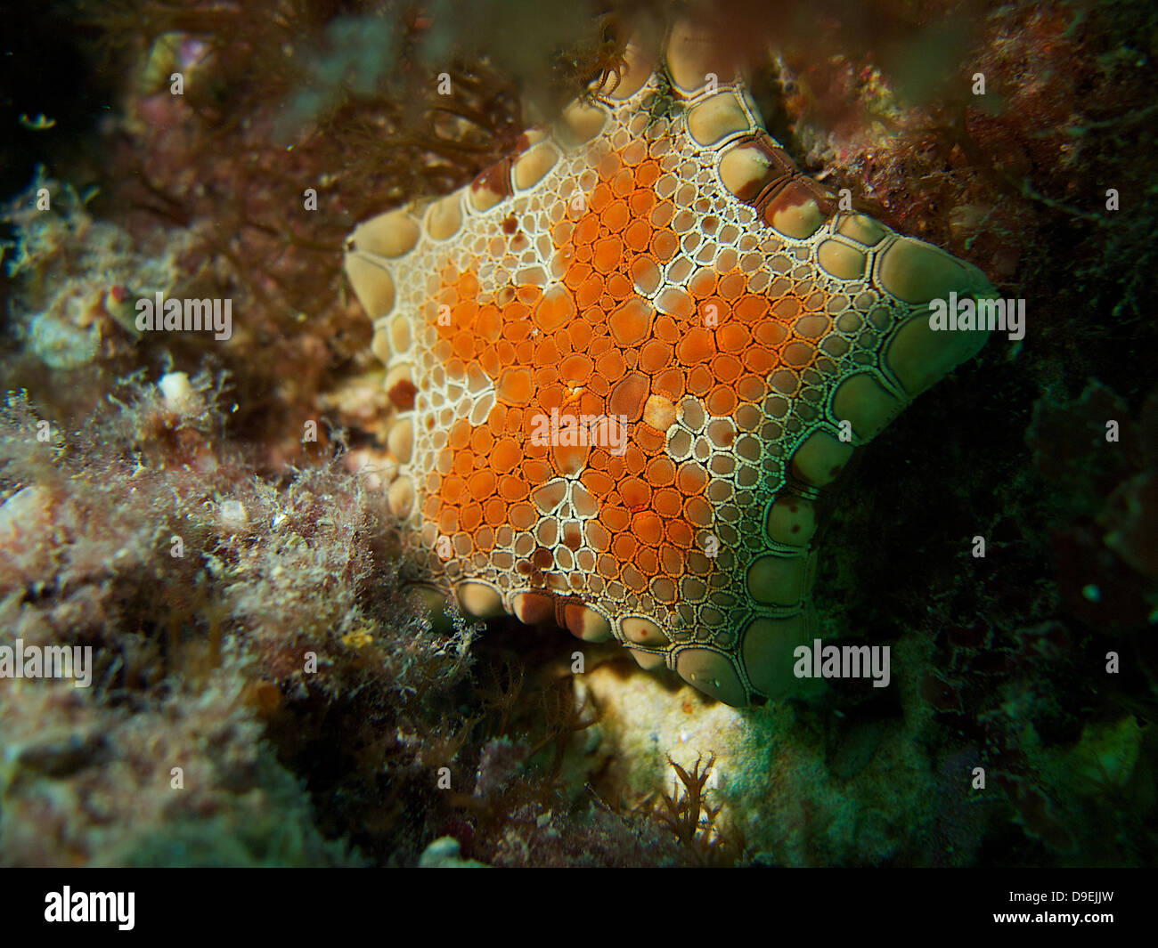 biscuit star fish Tosia australis Stock Photo