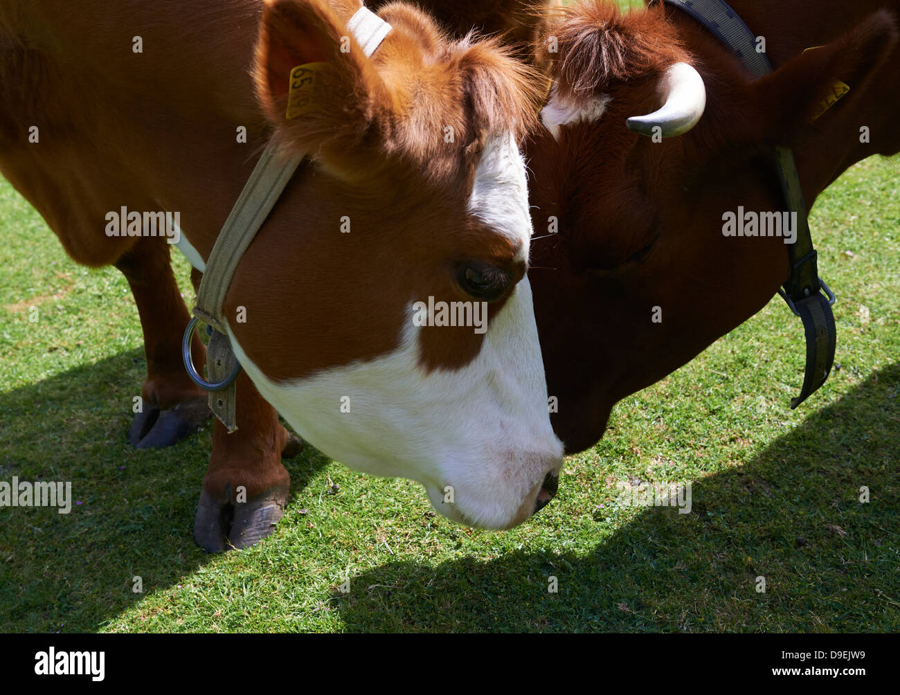 Cow out at feed Stock Photo Alamy