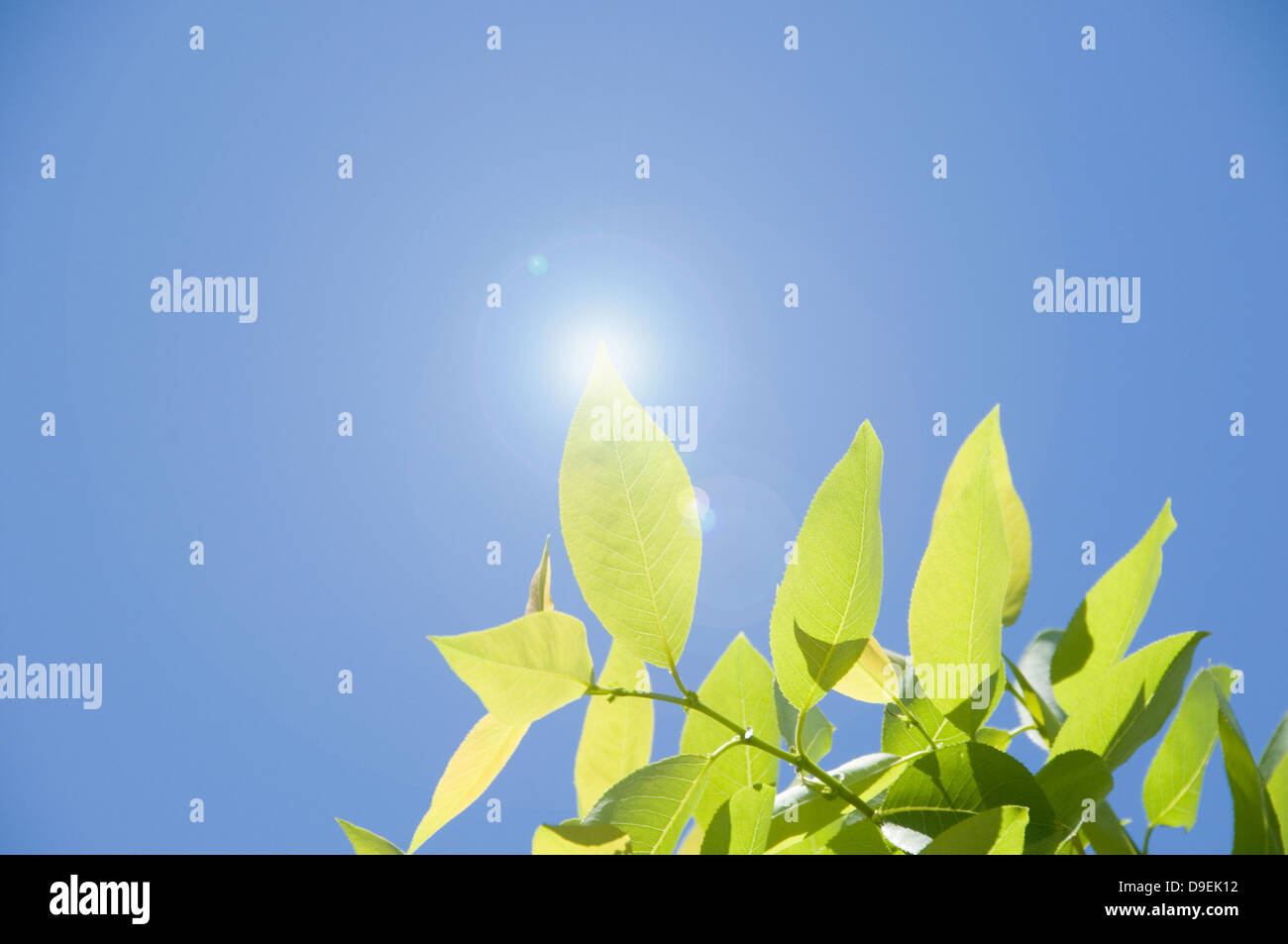 Green leaves and sky Stock Photo - Alamy