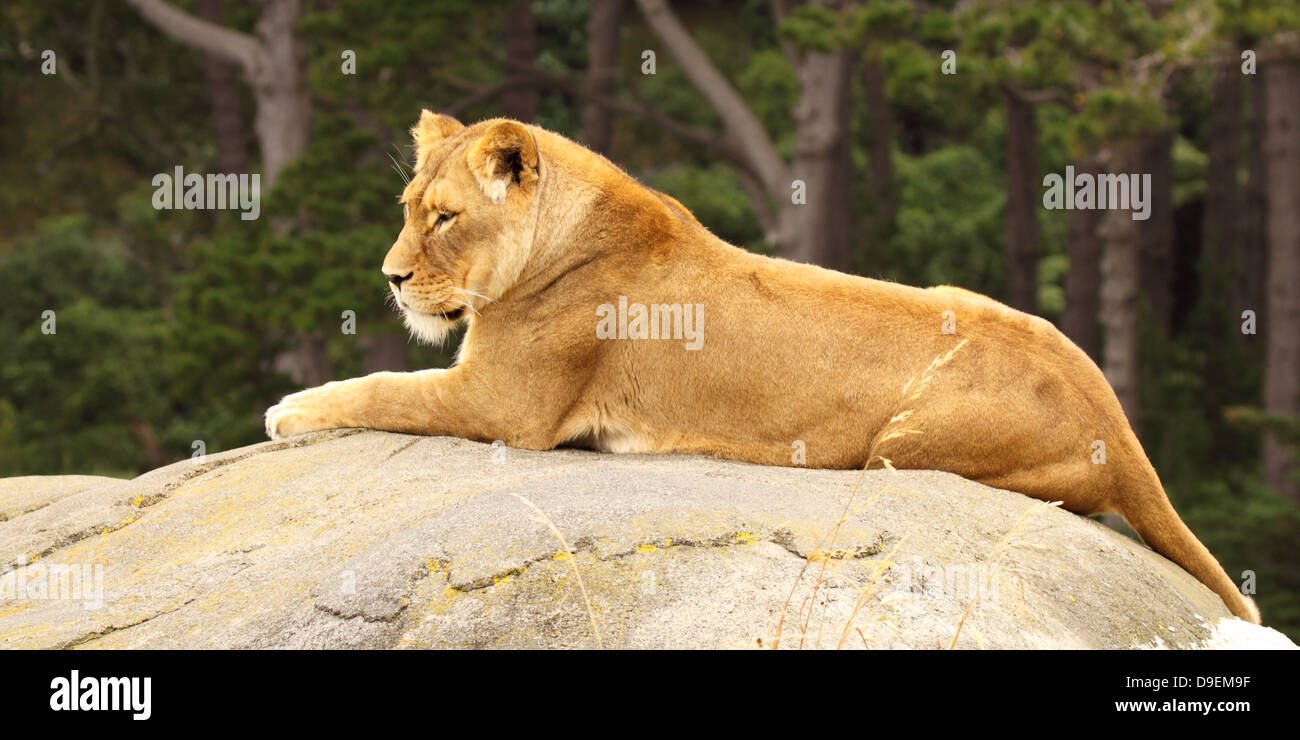 Lounging lion hi-res stock photography and images - Alamy