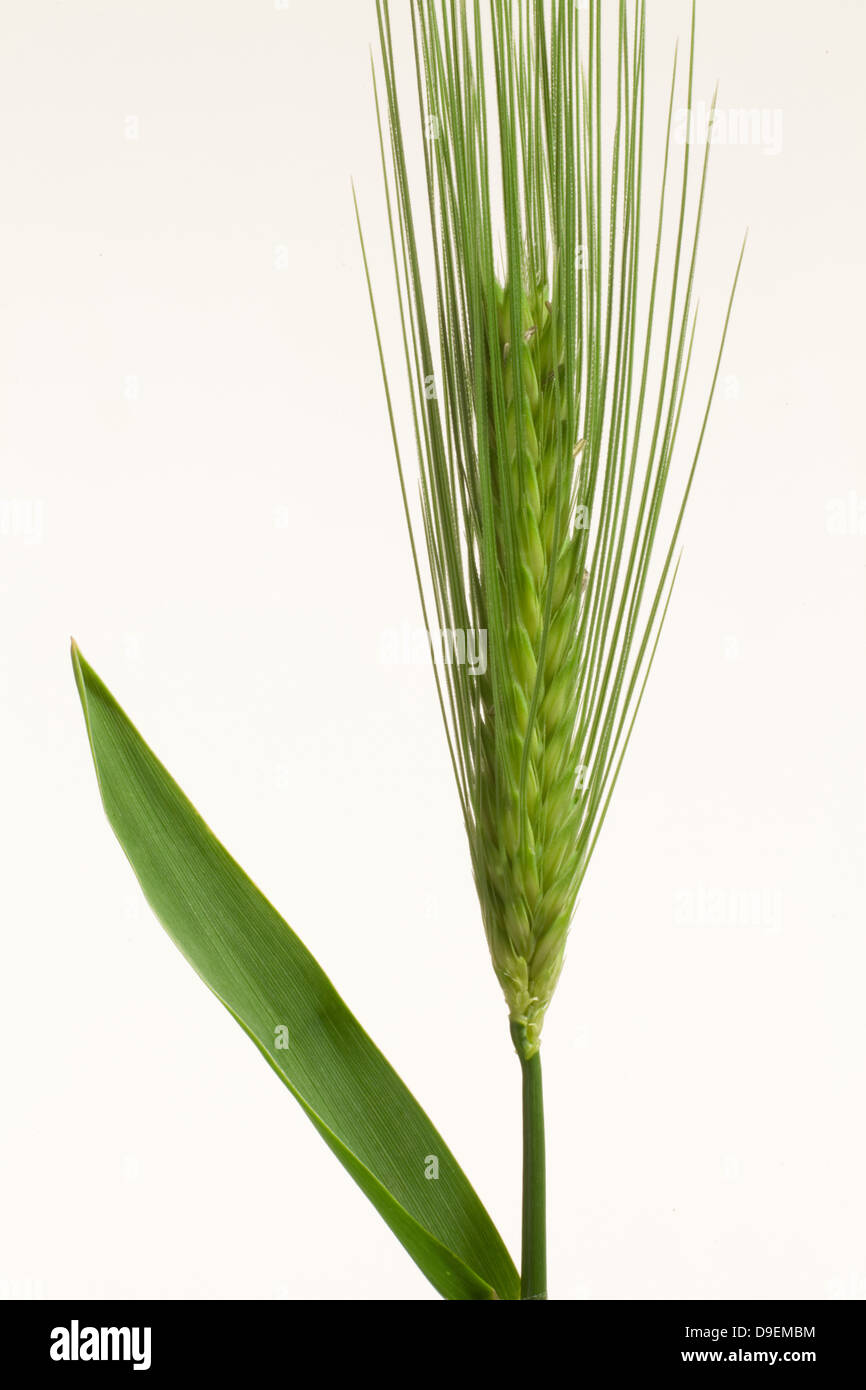 Wheat ear Stock Photo