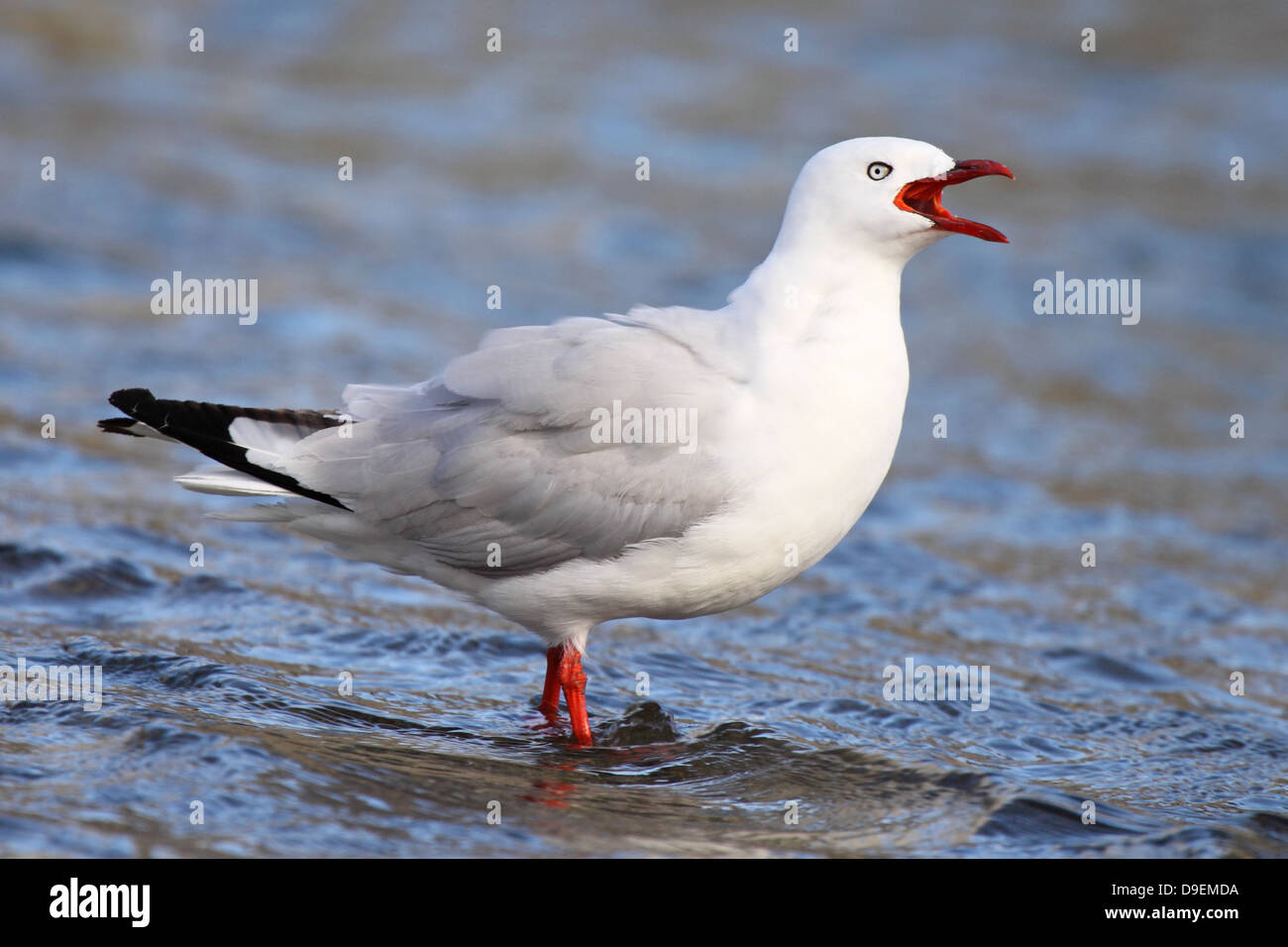 A Red-billed Gull calling loudly while standing in the Tasman Sea. Stock Photo