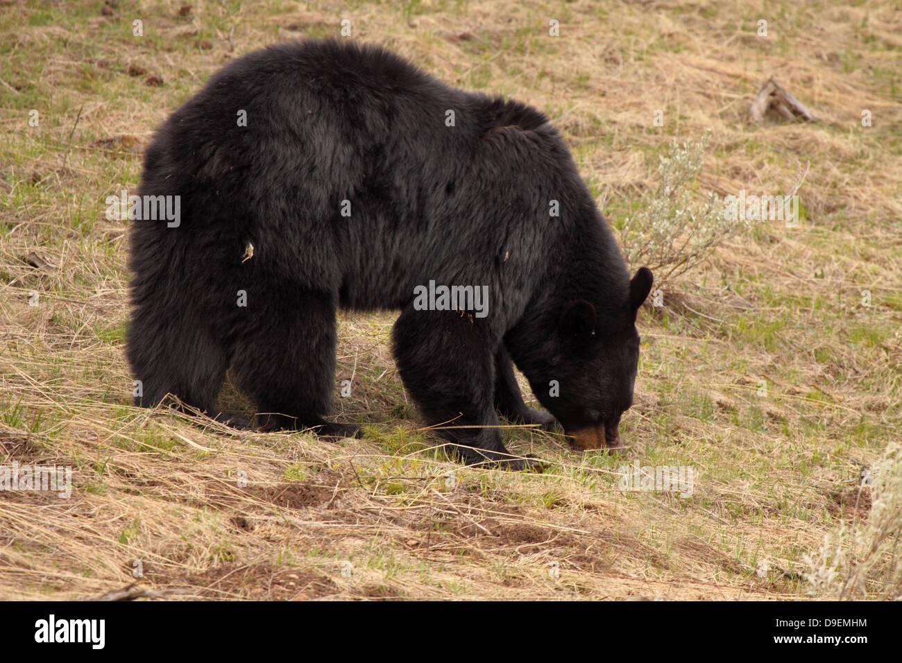 Black Bear feeding during early spring Stock Photo - Alamy