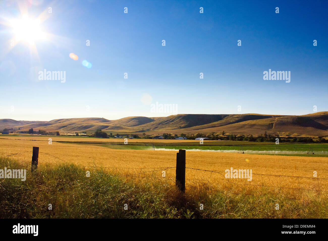Evening sun-star in clear skies above deserted golden fields framed by barbed wired in Dufur, Oregon Stock Photo