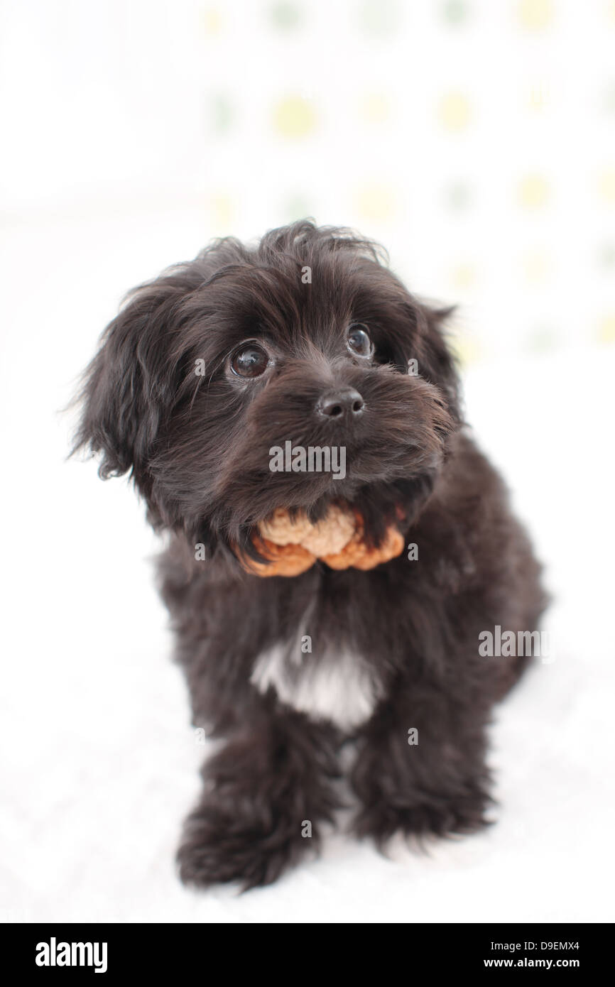 Chihuahua Poodle mix Stock Photo