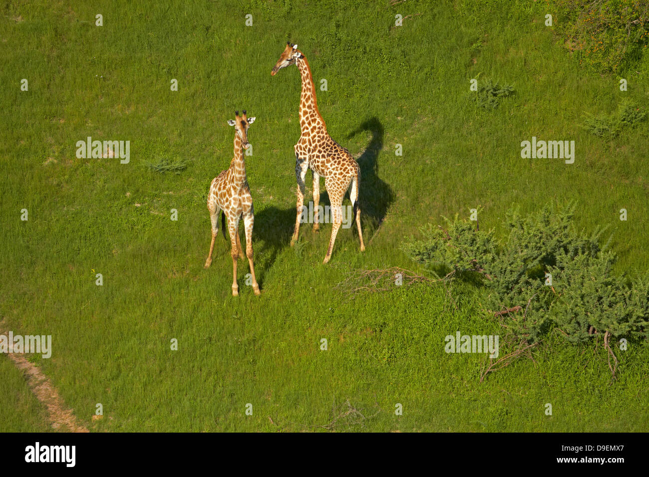 Giraffe, Okavango Delta, Botswana, Africa - aerial Stock Photo