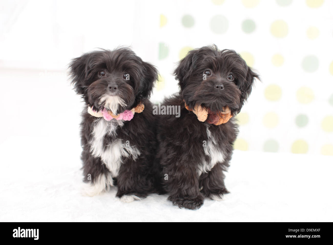 Chihuahua Poodle mix pets Stock Photo - Alamy