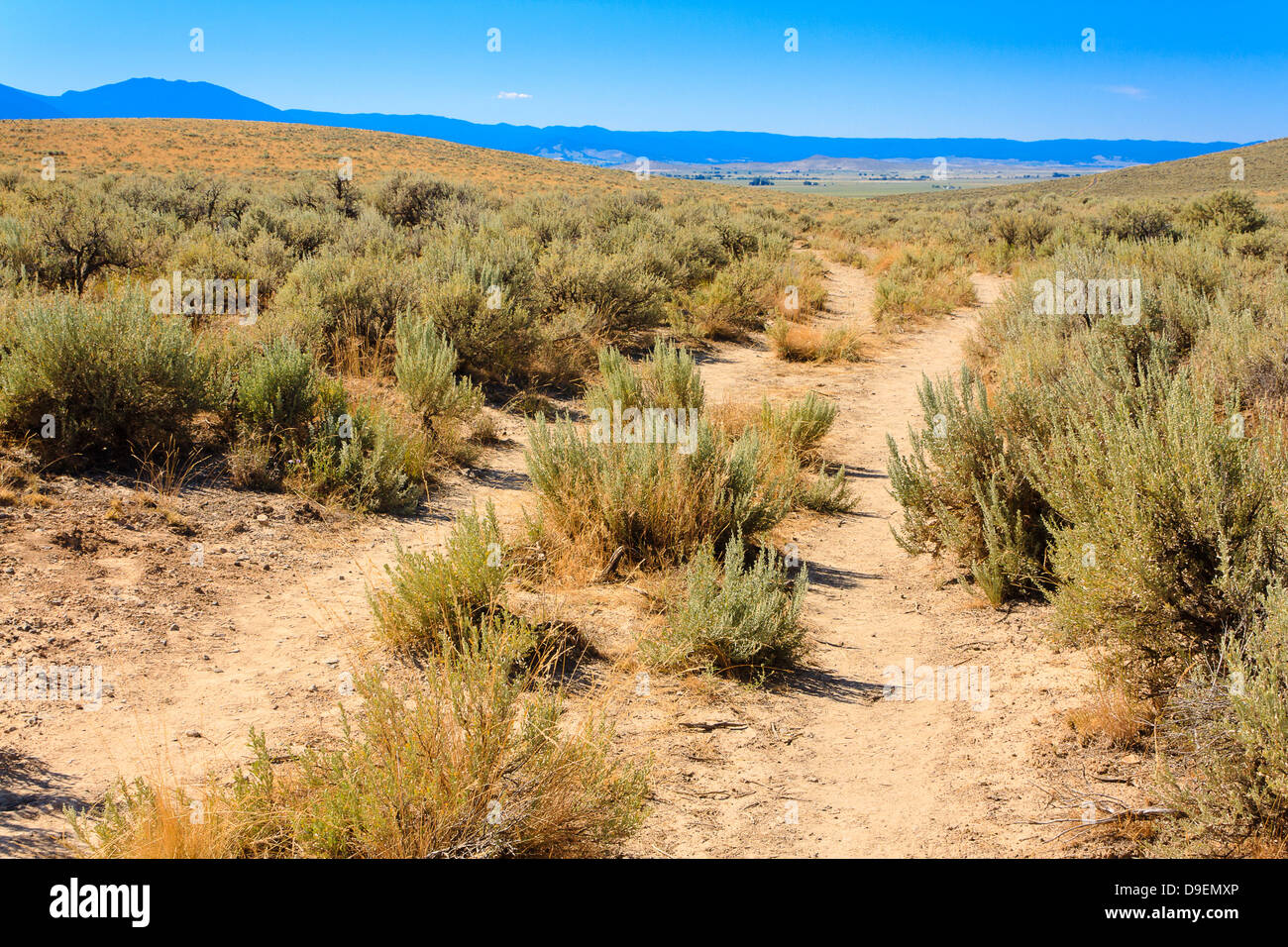 Remaining wagon ruts of Oregon Trail surrounded by sagebrush on clear day in Baker City, Oregon