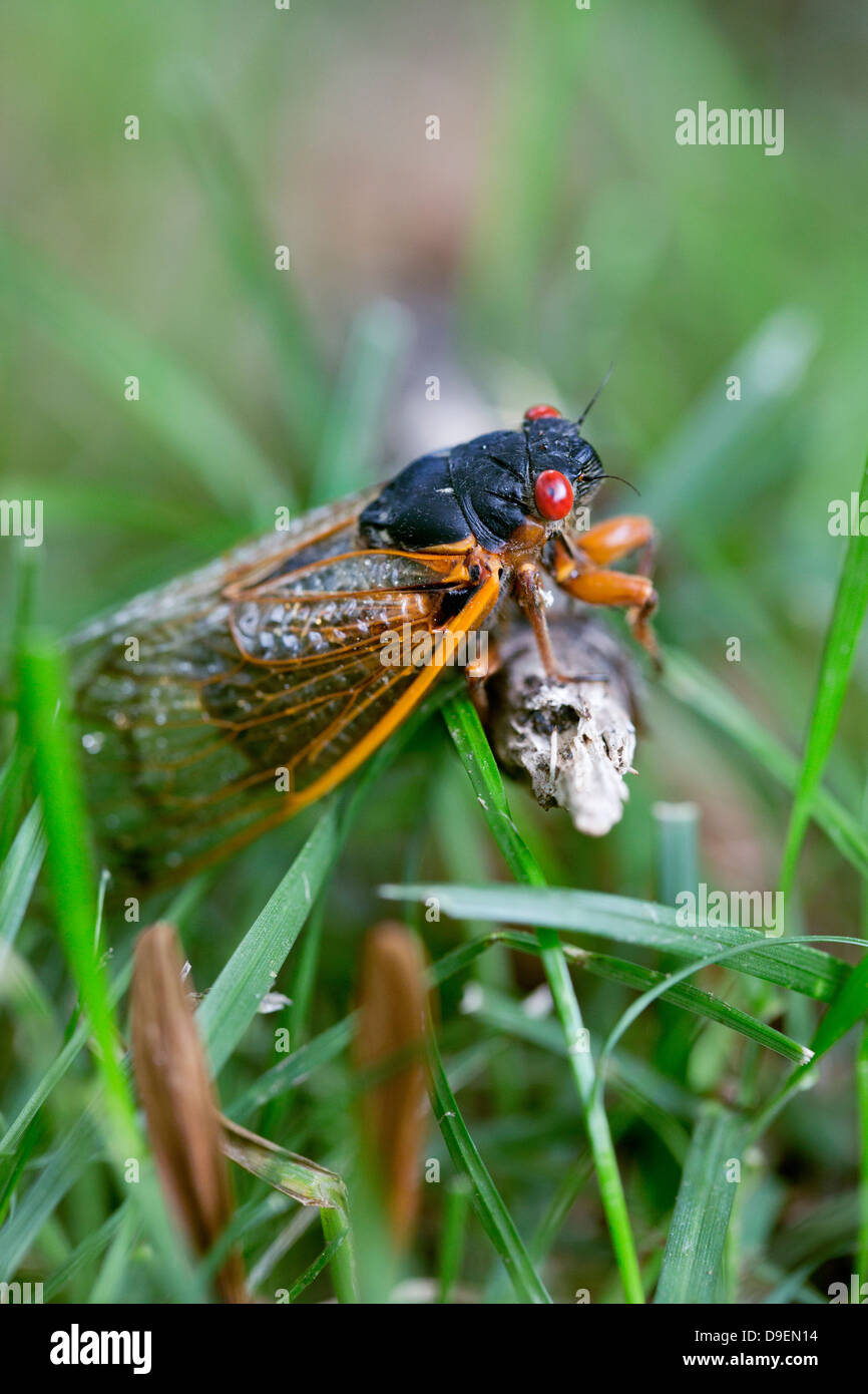 17-year cicada, also known as Magicicada Brood II, Stock Photo