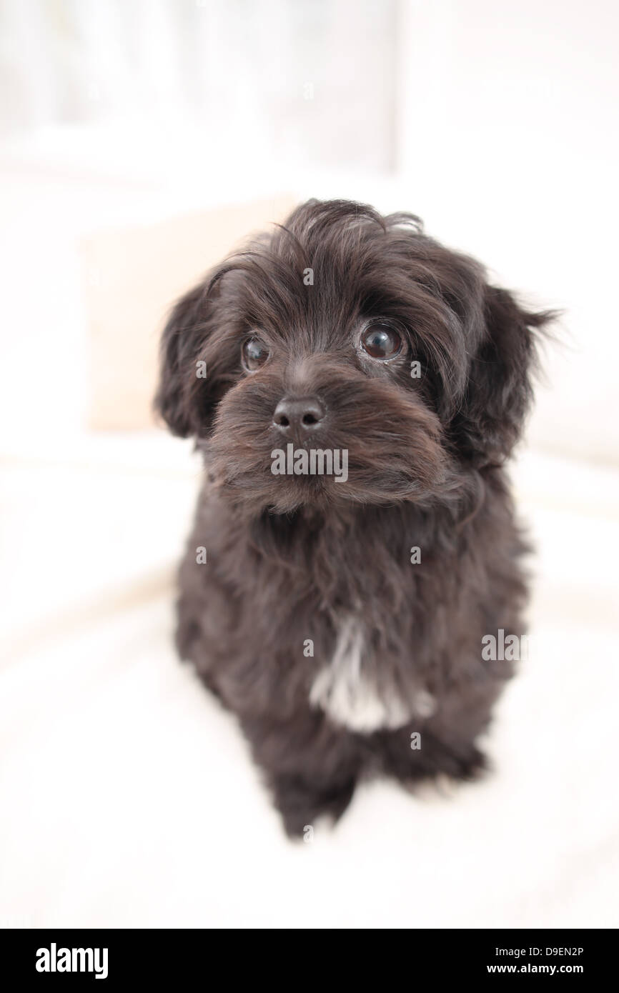 Chihuahua Poodle mix Stock Photo Alamy