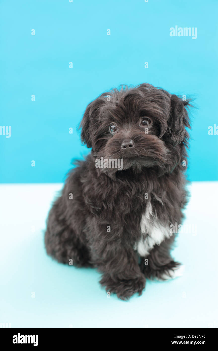 Shaggy poodle hi-res stock photography and images - Alamy