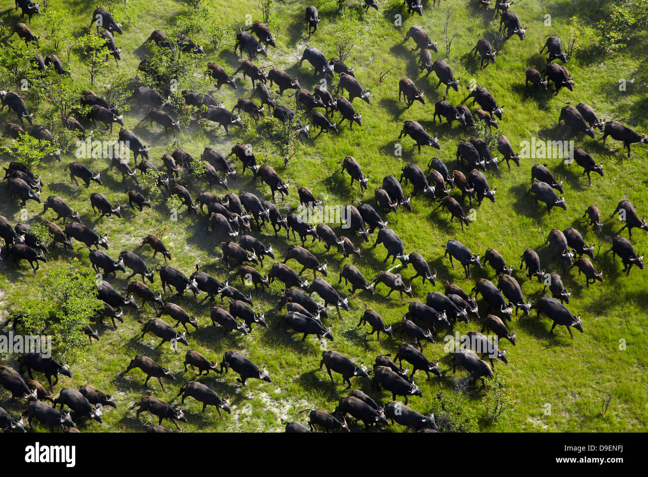 Cape buffalo (Syncerus caffer caffer), Okavango Delta, Botswana, Africa- aerial Stock Photo