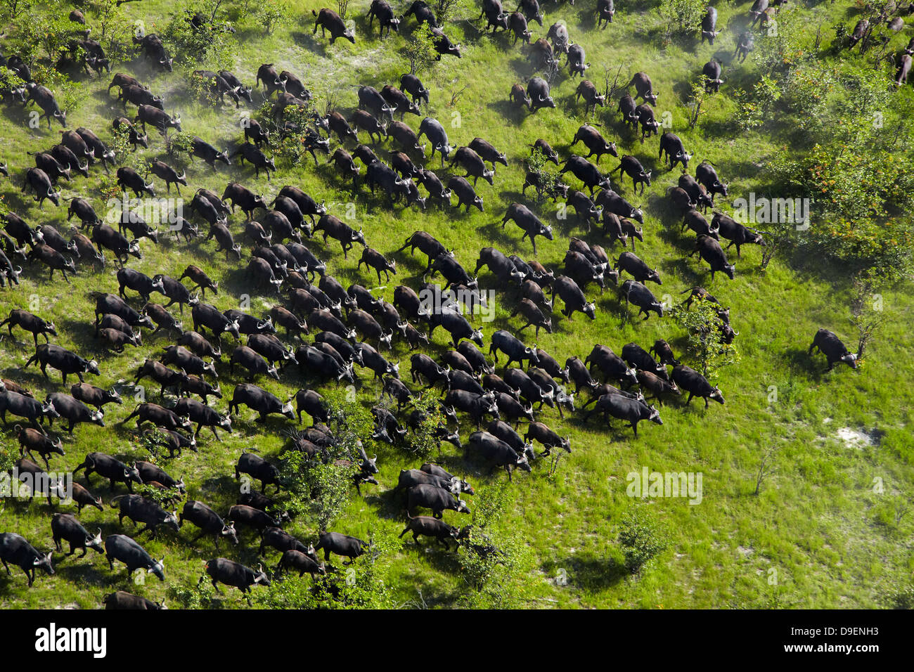 Cape buffalo (Syncerus caffer caffer), Okavango Delta, Botswana, Africa- aerial Stock Photo