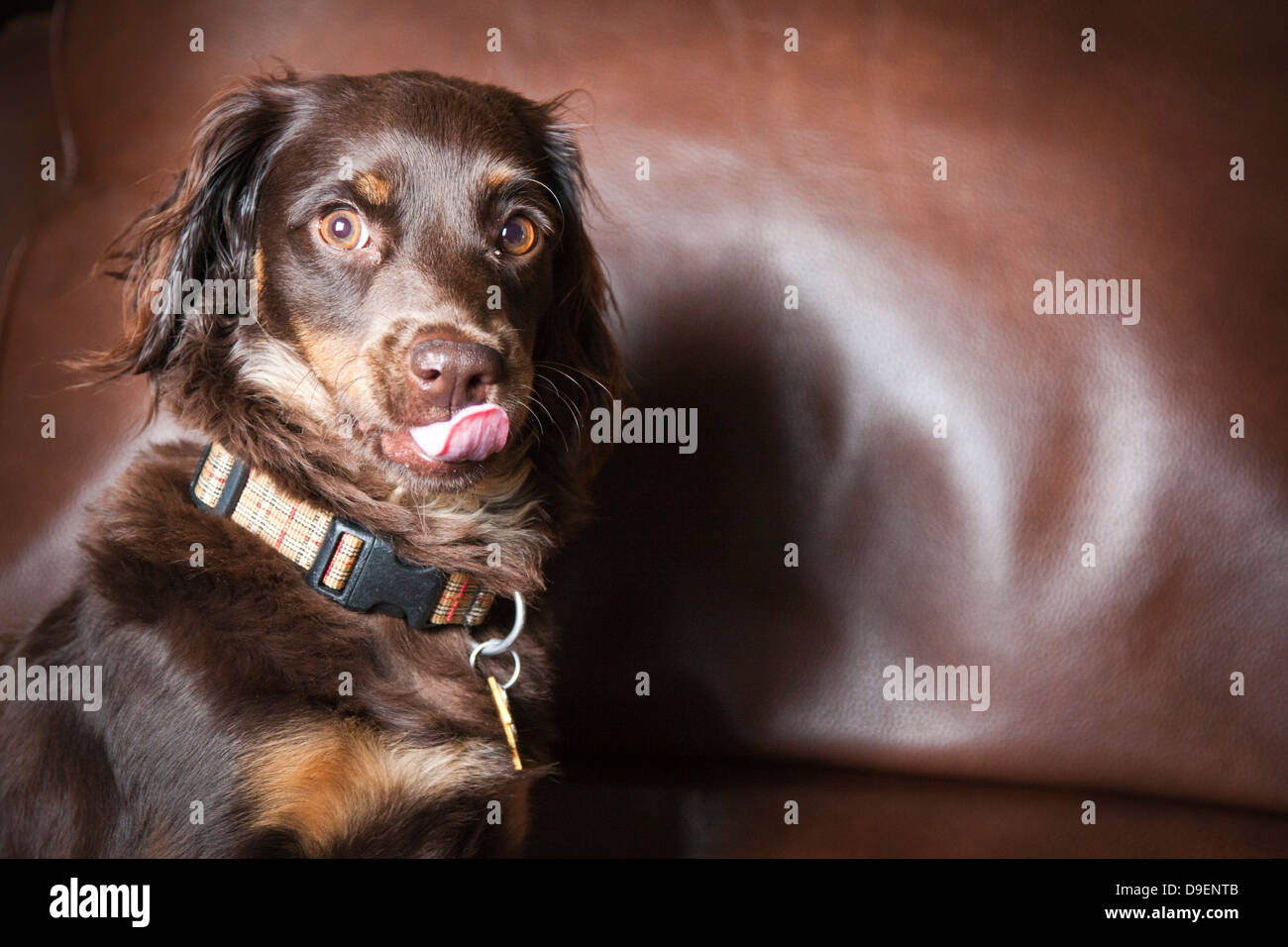 A cute Cockapoo puppy must have thoughts of dinner as she licks her tongue during poses for studio shots. Stock Photo