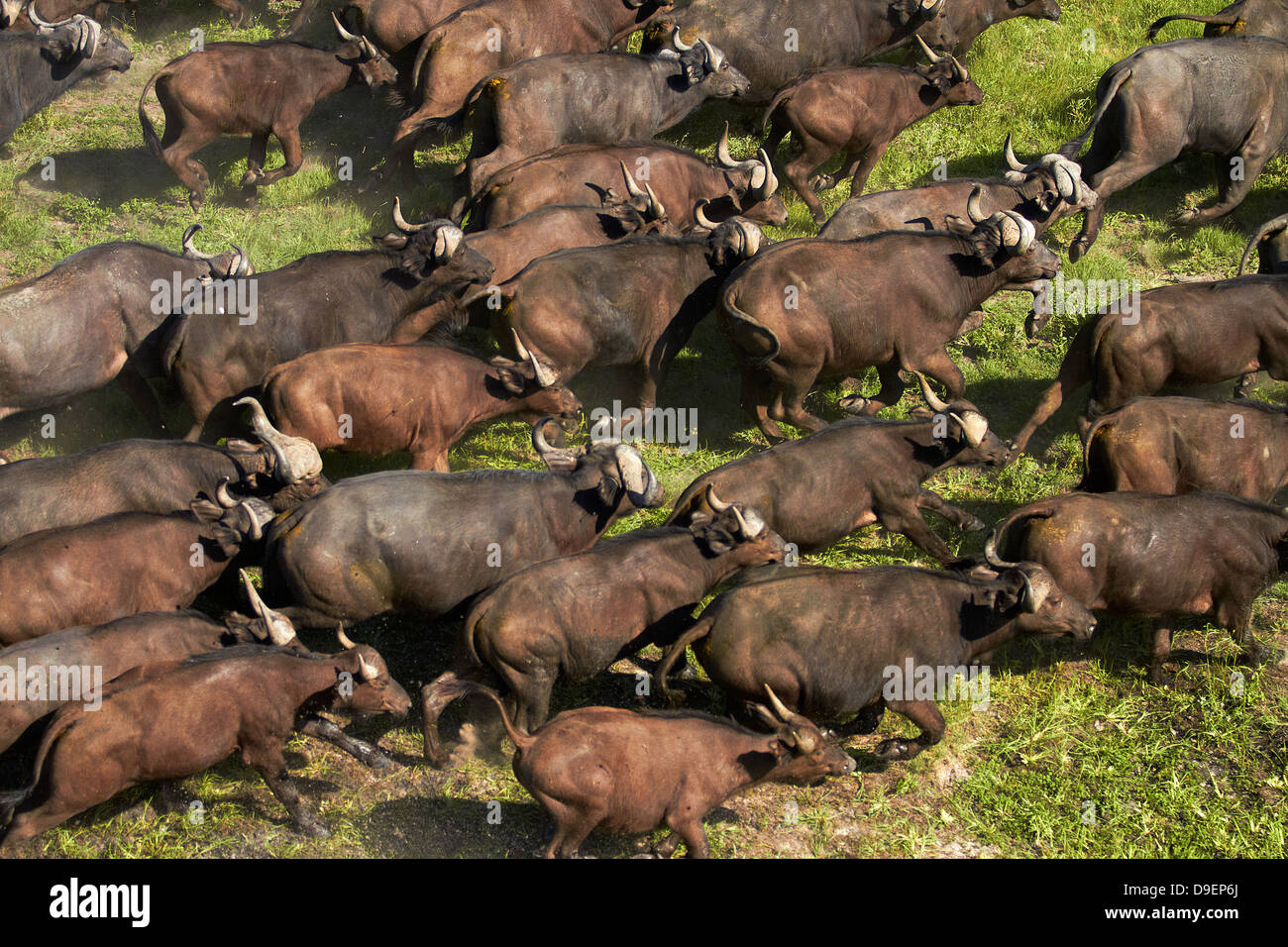 Cape buffalo (Syncerus caffer caffer), Okavango Delta, Botswana, Africa- aerial Stock Photo