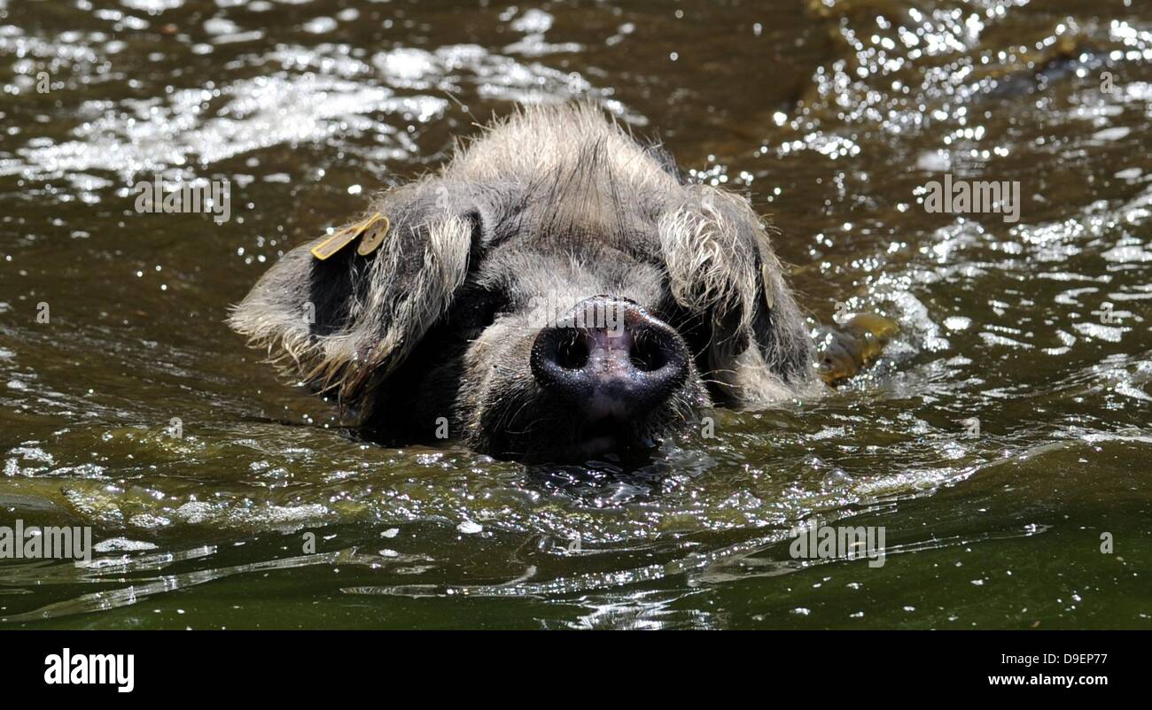 Warder Germany. 18th June 2013. The head and snout of a