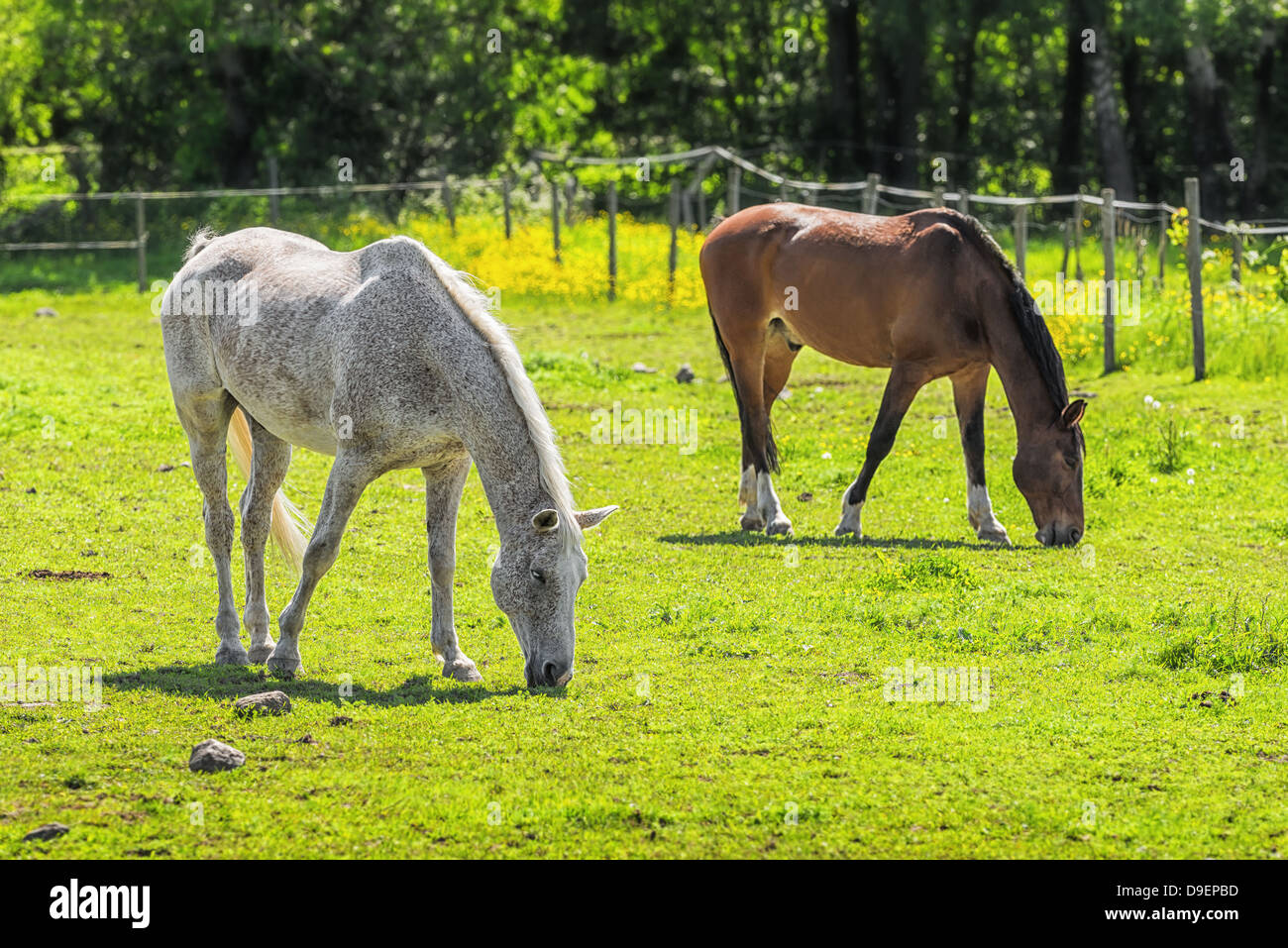 Two horses grazing in a pasture in summer, one brown and one grey/white Stock Photo