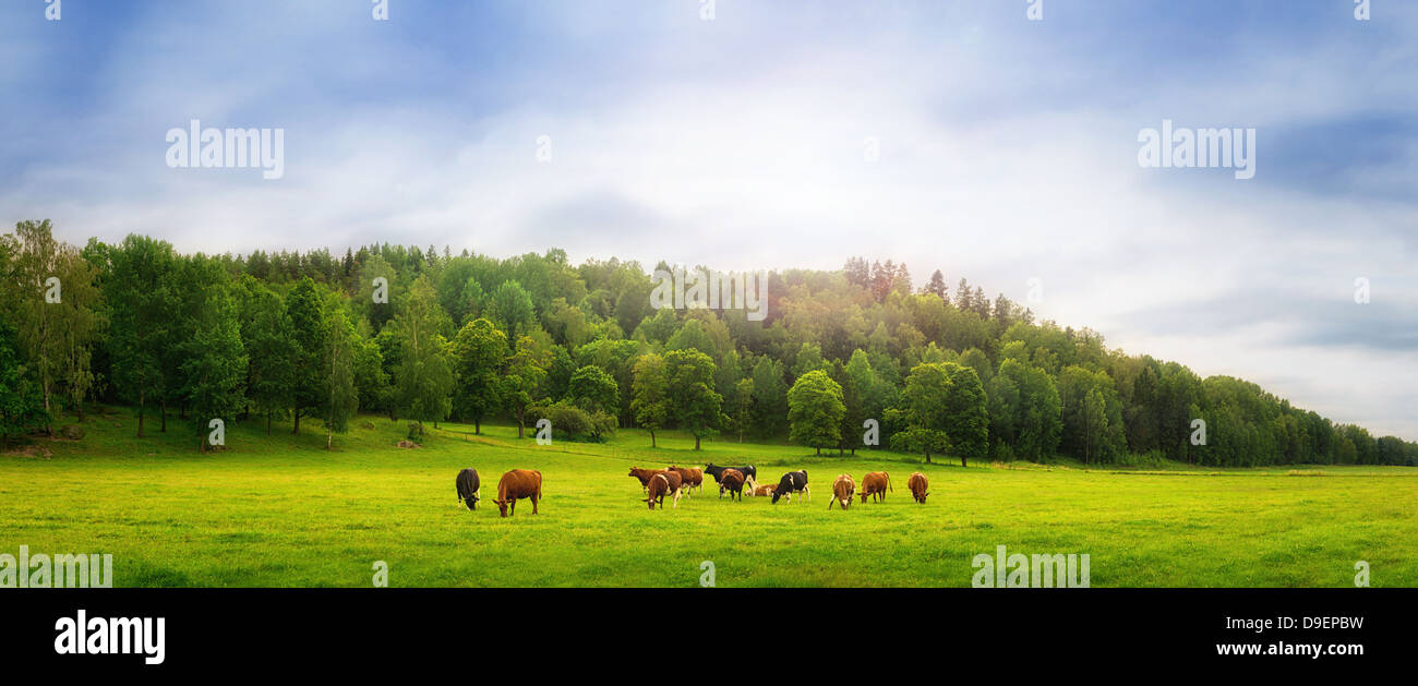Cows on a green field a sunny day Stock Photo - Alamy