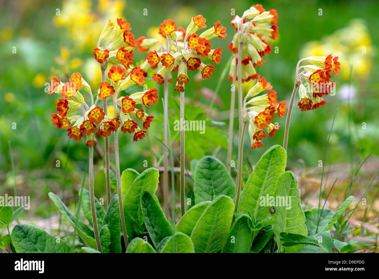 Red-flowered Primula Veris plants or Cowslip, Sweden Stock Photo